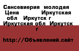 Сансевиерия  молодая › Цена ­ 1 000 - Иркутская обл., Иркутск г.  »    . Иркутская обл.,Иркутск г.